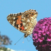 Photo de Papillon