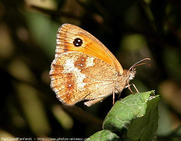 Photo de Papillon