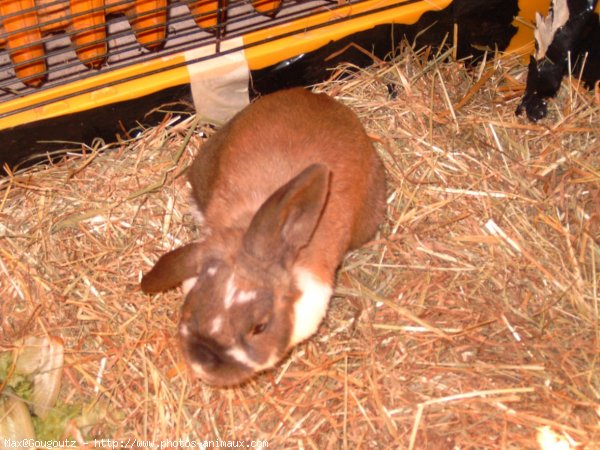 Photo de Lapin