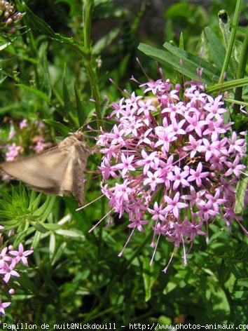 Photo de Papillon