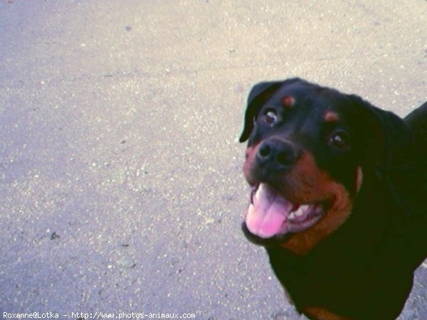 Photo de Rottweiler