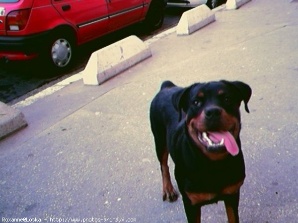 Photo de Rottweiler