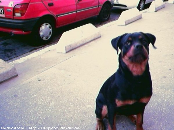 Photo de Rottweiler