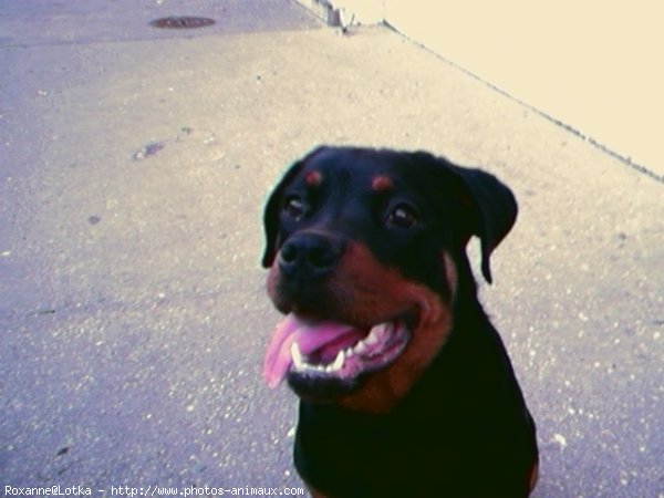 Photo de Rottweiler