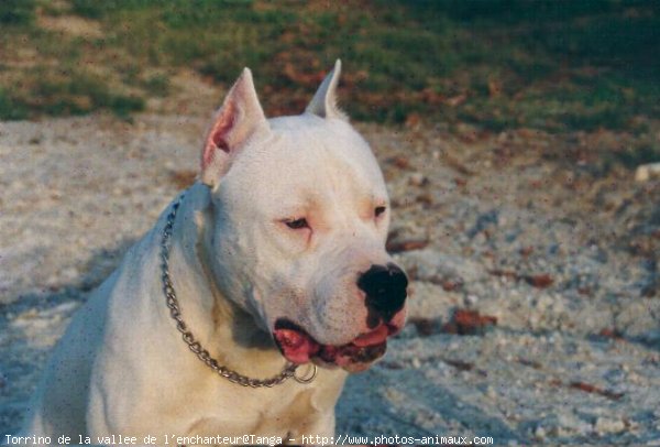 Photo de Dogue argentin