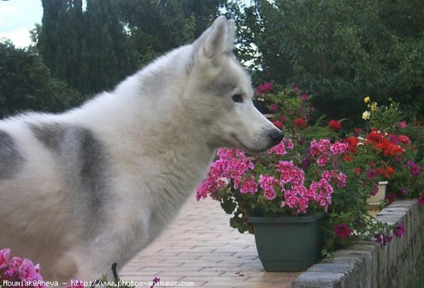 Photo de Husky siberien