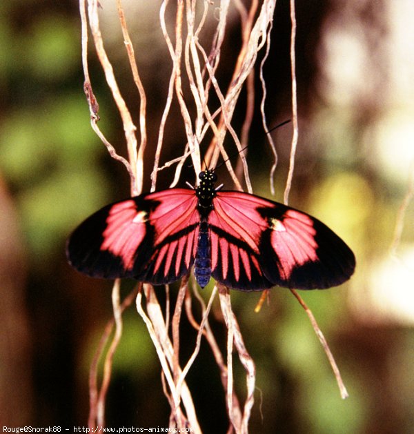 Photo de Papillon