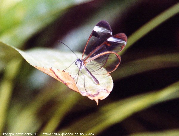 Photo de Papillon