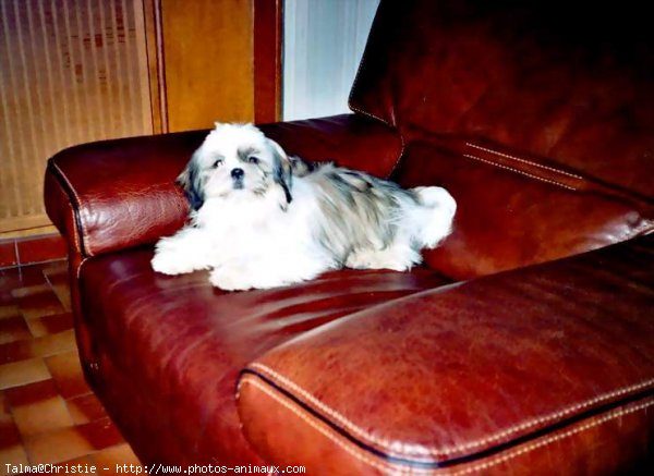 Photo de Shih tzu