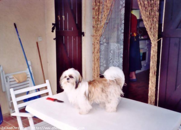 Photo de Shih tzu