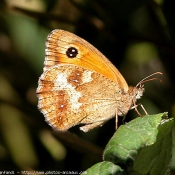 Photo de Papillon