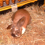 Photo de Lapin