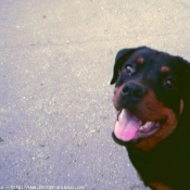 Photo de Rottweiler