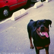 Photo de Rottweiler