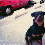 Photo de Rottweiler