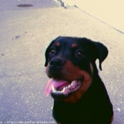 Photo de Rottweiler