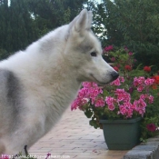 Photo de Husky siberien