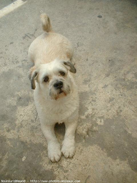 Photo de Lhassa apso