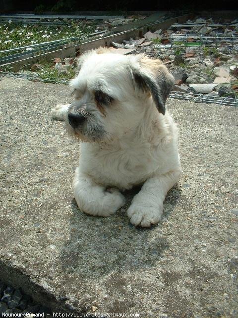 Photo de Lhassa apso