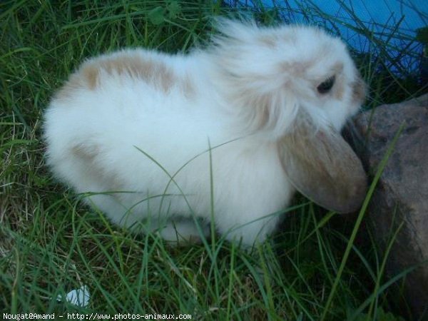 Photo de Lapin