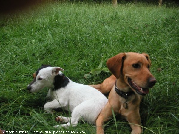 Photo de Jack russell terrier