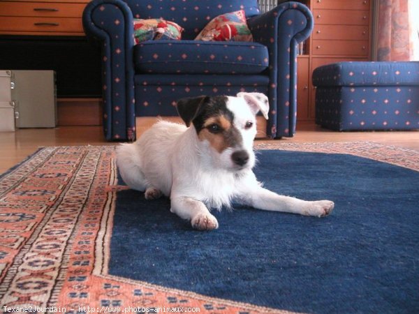 Photo de Jack russell terrier