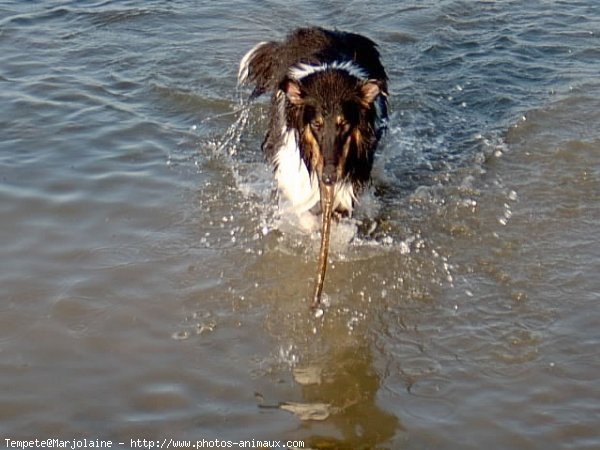 Photo de Colley  poil long