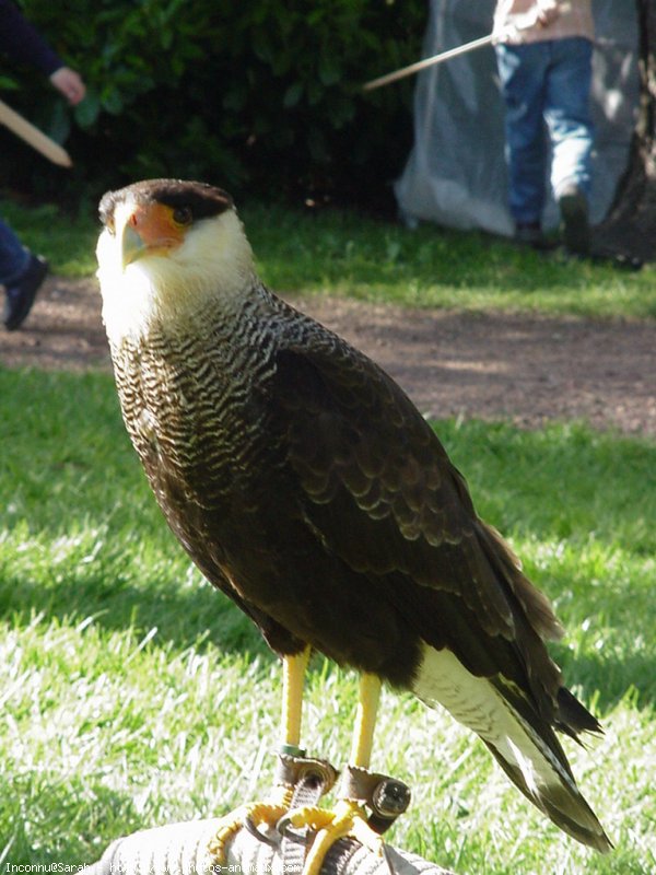 Photo de Caracara