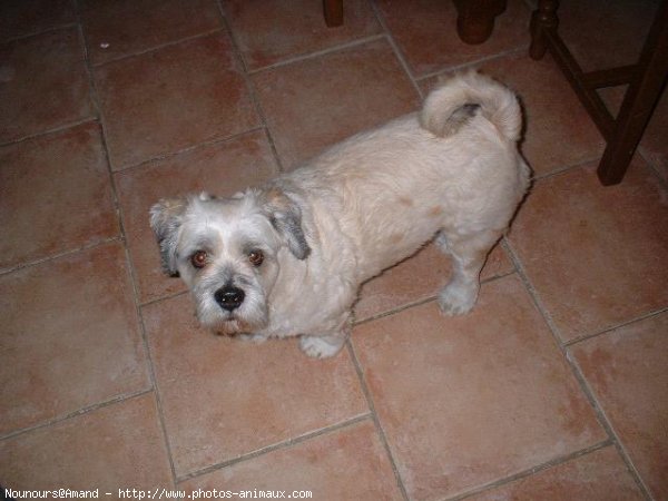 Photo de Lhassa apso