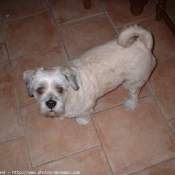 Photo de Lhassa apso