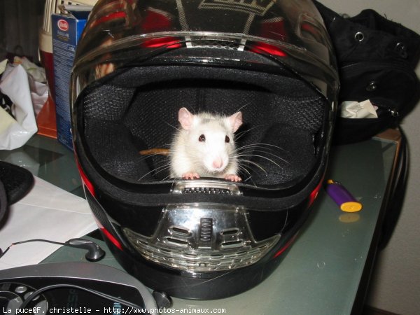 Photo de Rat