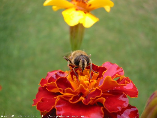 Photo d'Abeille