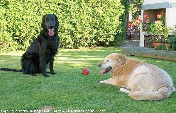 Photo de Races diffrentes