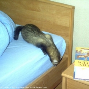 Photo de Furet