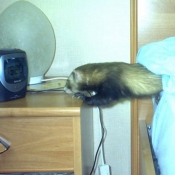 Photo de Furet