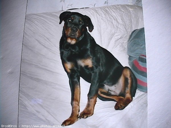 Photo de Rottweiler