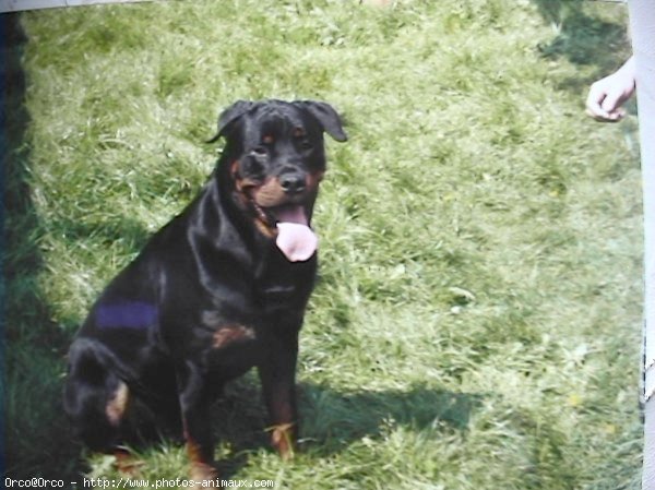 Photo de Rottweiler