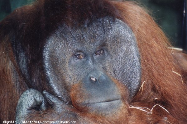 Photo d'Orang-outan