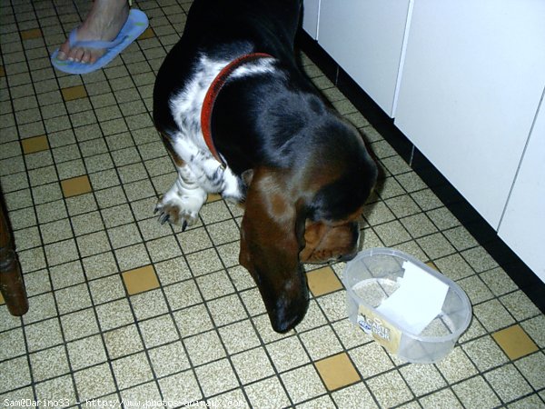 Photo de Basset hound