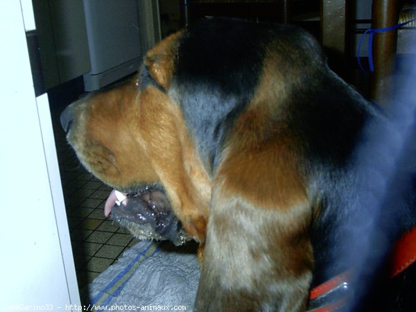 Photo de Basset hound