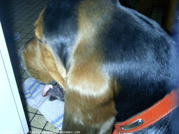 Photo de Basset hound