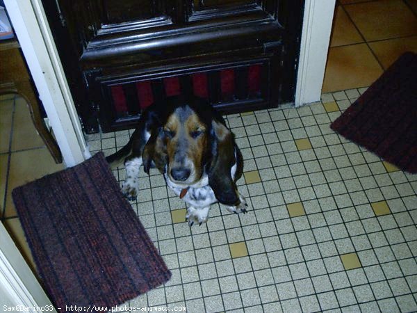 Photo de Basset hound