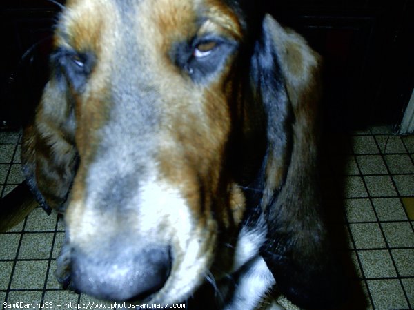 Photo de Basset hound