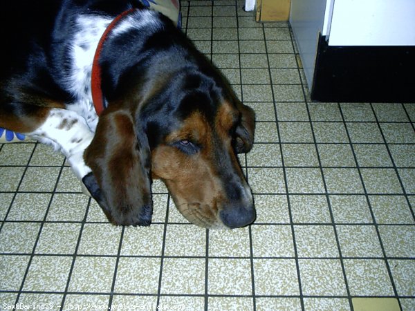 Photo de Basset hound