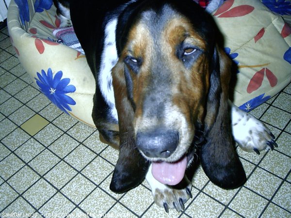 Photo de Basset hound