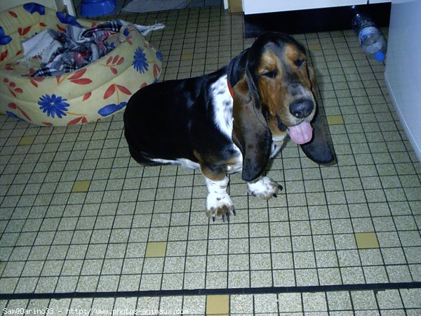 Photo de Basset hound