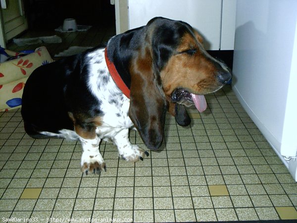 Photo de Basset hound