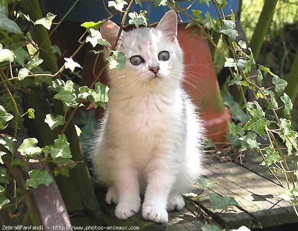 Photo de British shorthair