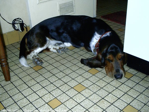 Photo de Basset hound