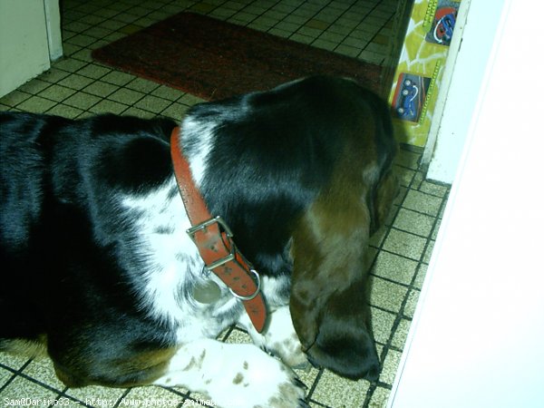 Photo de Basset hound